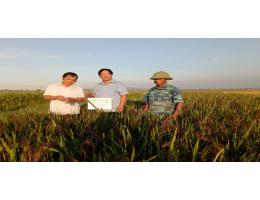 NGHIÊN CỨU XÂY DỰNG MÔ HÌNH SẢN XUẤT LÚA CẨM DINH DƯỠNG CAO TẠI HÀ TĨNH