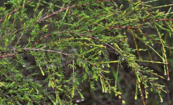 CÂY CHỔI XUỂ Ở HÀ TĨNH: PHÂN BỐ, KHAI THÁC VÀ TIỀM NĂNG PHÁT TRIỂN