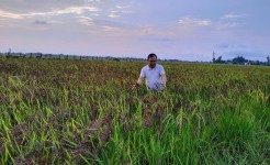 MÔ HÌNH SẢN XUẤT LÚA THẢO CẨM TẠI TRẠI THỰC NGHIỆM KHOA NÔNG NGHIỆP VÀ MÔI TRƯỜNG